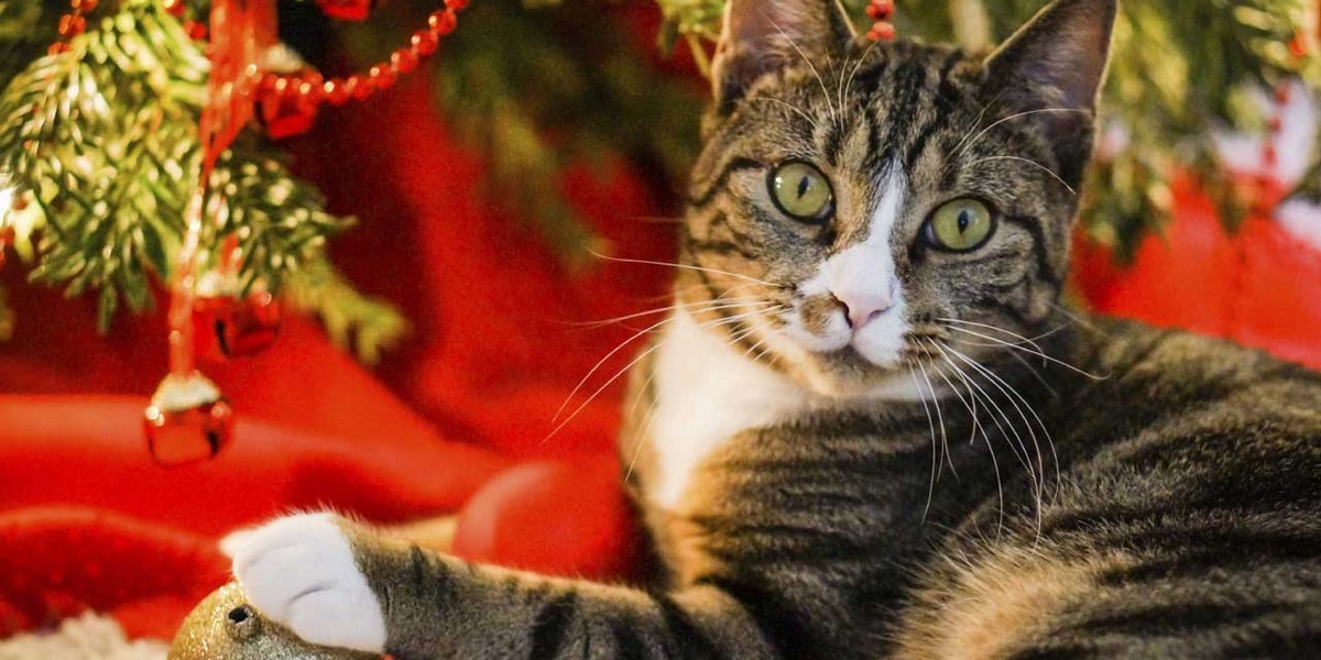 offre noel chat