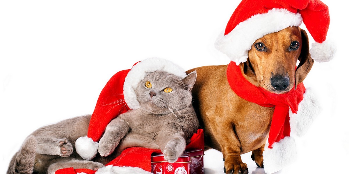 offre noel chien et chat