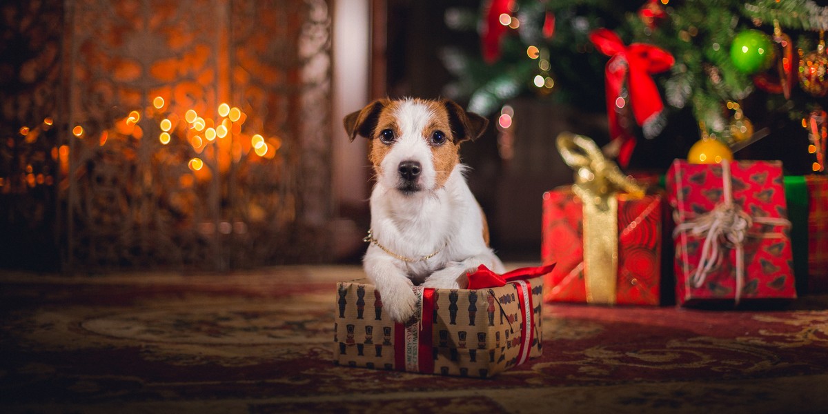 offre noel chien