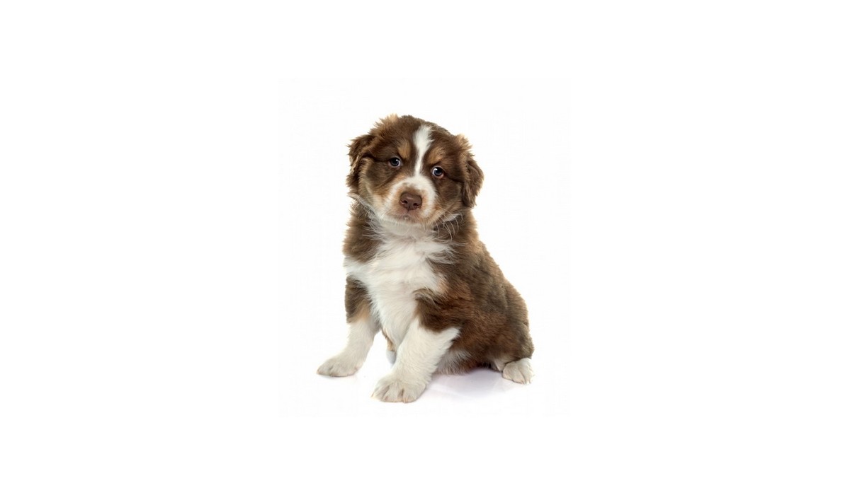 Ce que m’a appris mon chien …