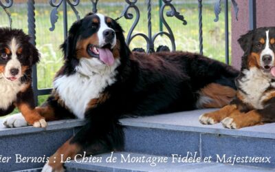 Bouvier Bernois : Le Chien de Montagne Fidèle et Majestueux