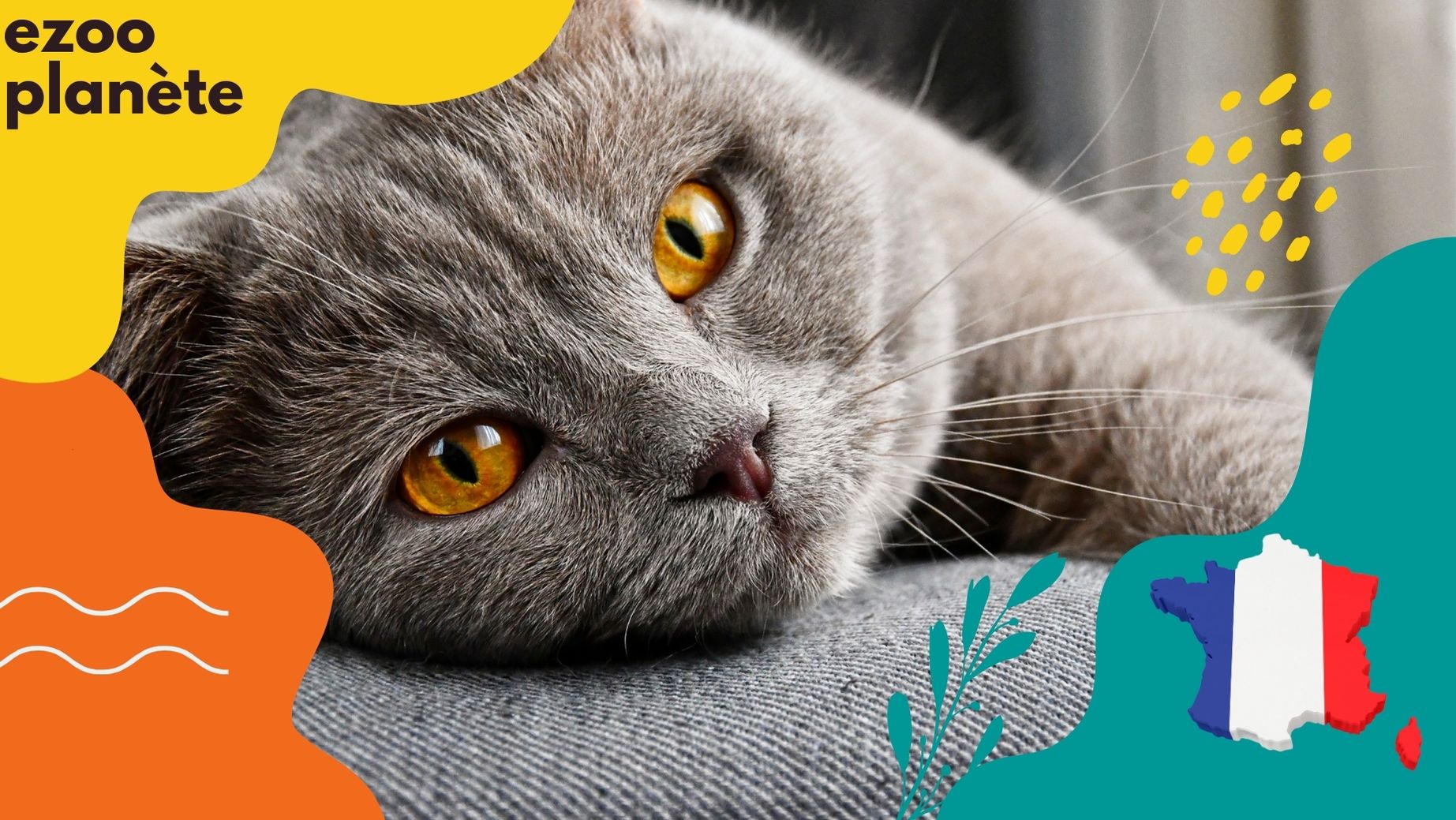meilleur marque pour chat
