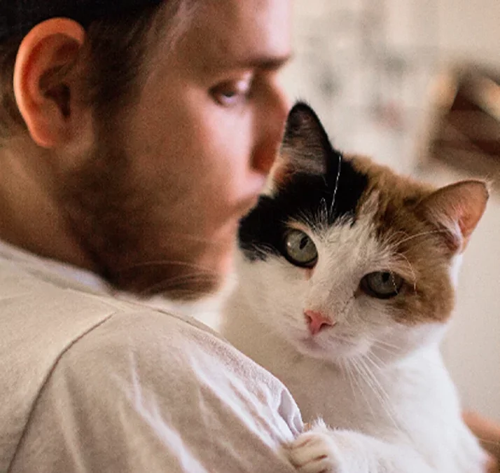 Questions les plus courantes posées par les propriétaires de chats