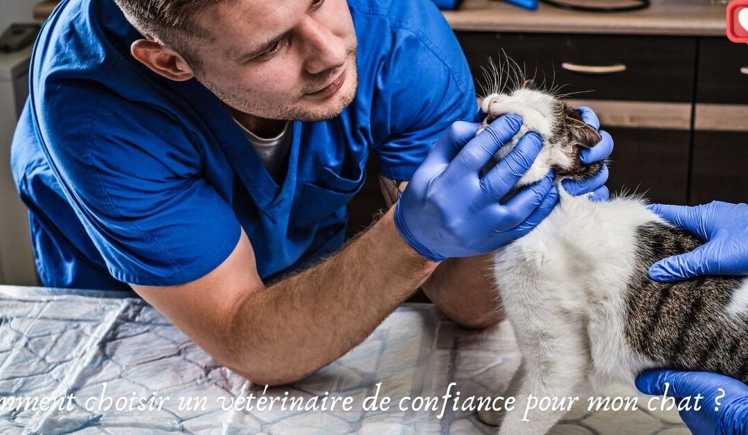 Comment choisir un vétérinaire de confiance pour mon chat ?