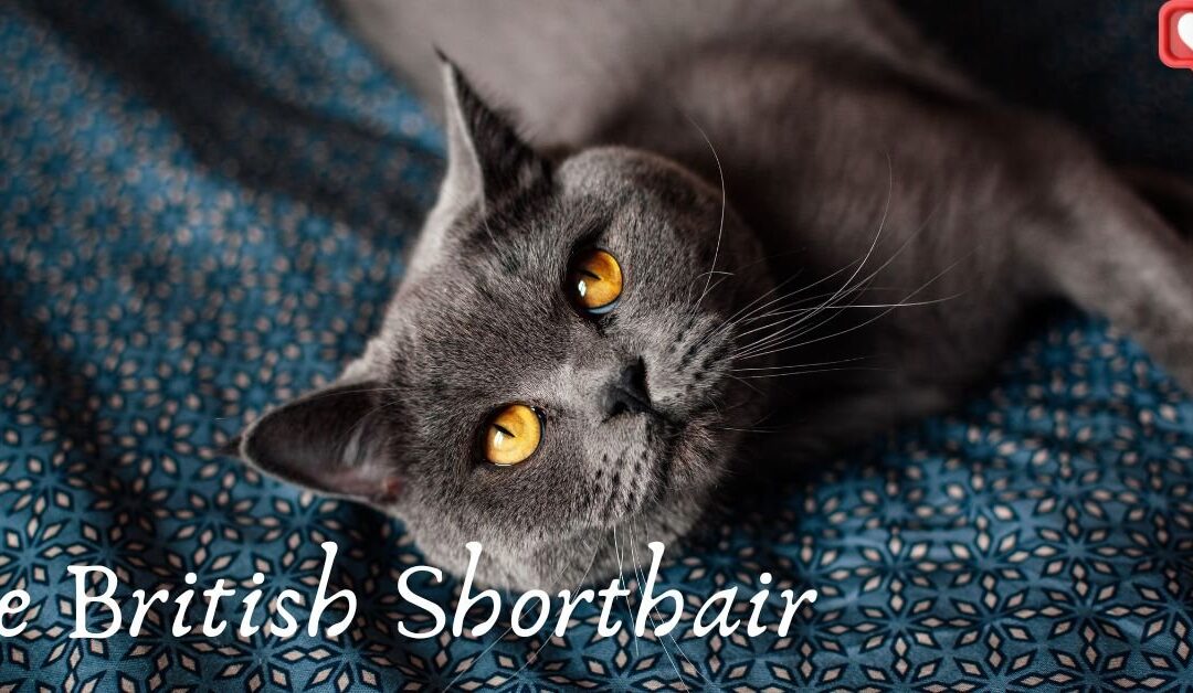 Le British Shorthair : Un Félin au Charme Envoûtant