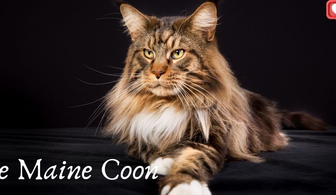 Le Maine Coon : Un Chat Qui Allie Élégance et Amour