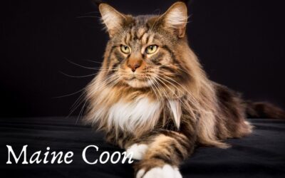 Le Maine Coon : Un Chat Qui Allie Élégance et Amour