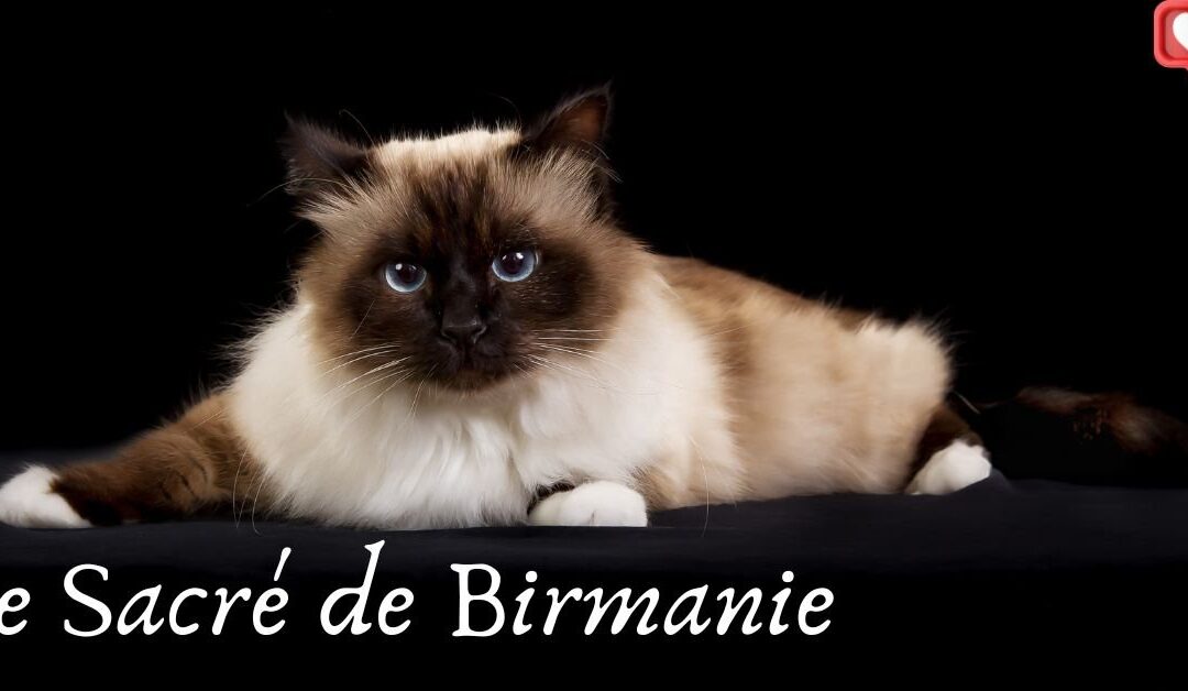 Le Sacré de Birmanie : Gardien des Temples et Compagnon Doux