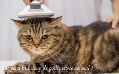Mon chat perd beaucoup de poils, est-ce normal ?