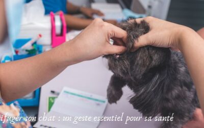 Vermifuger son chat : un geste essentiel pour sa santé