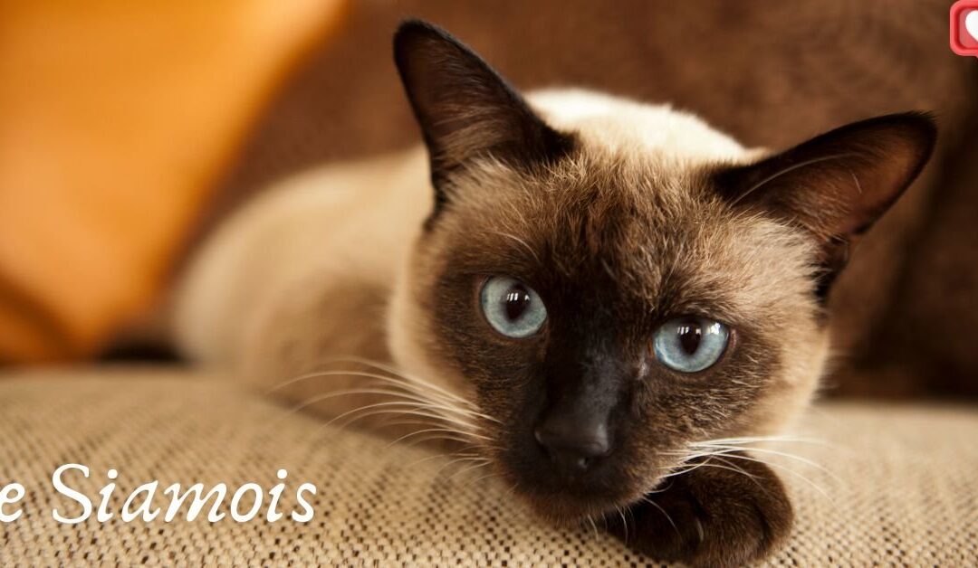 Le Siamois moderne avec une silhouette raffinée