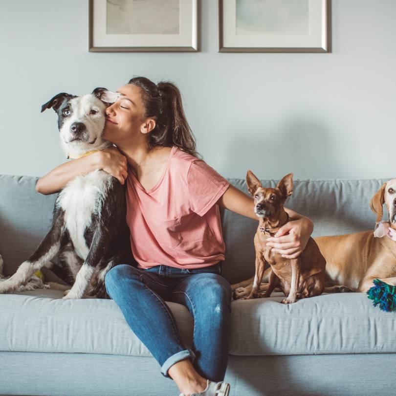 Poussettes pour chien