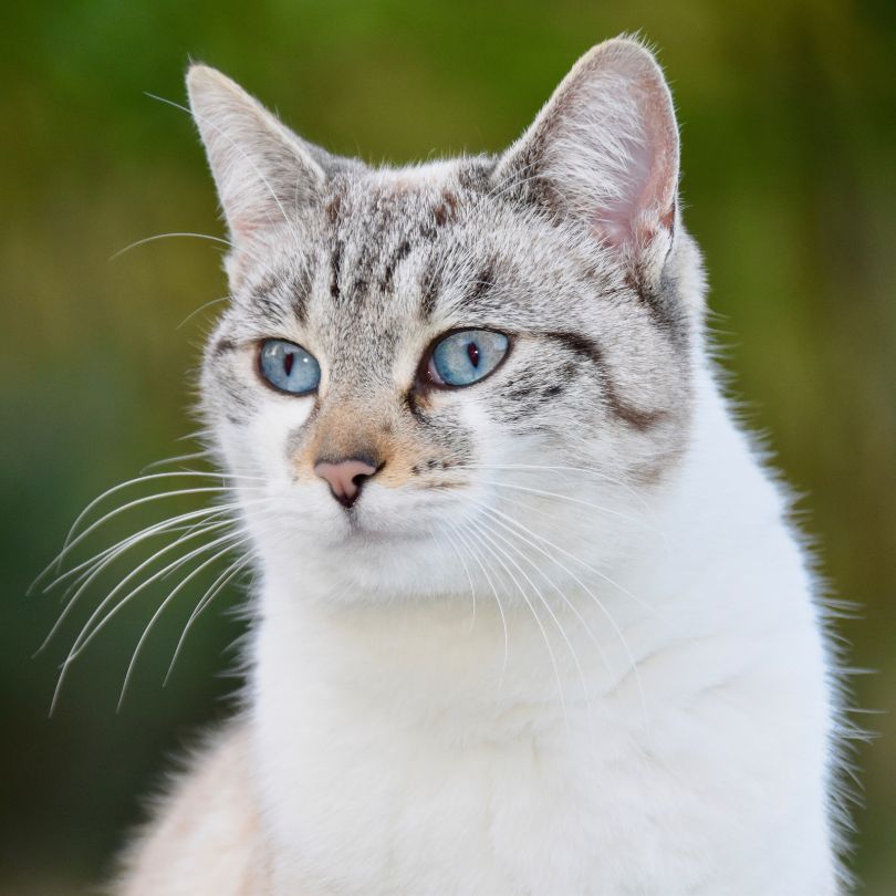 Chat