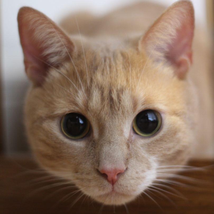 Répulsifs Chats