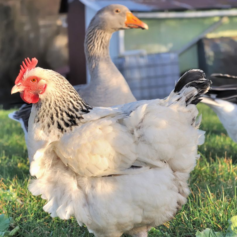 Soins Poules