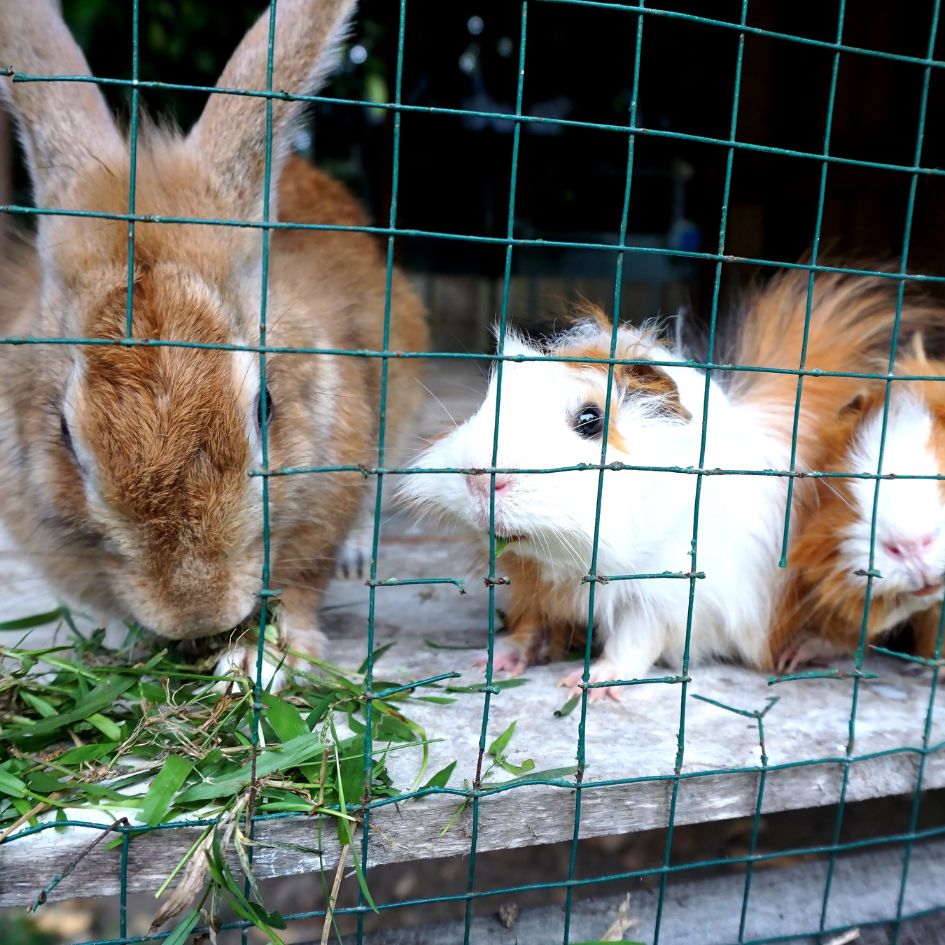 => Rongeur Lapin