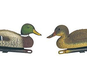 Appelant Canard Colvert Couple