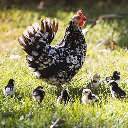 🐓Terre de diatomée