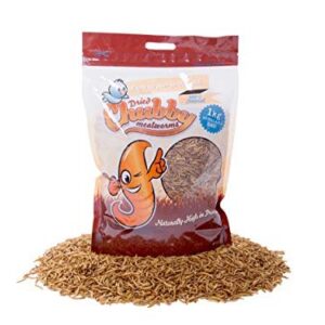 Vers de farine Chubby Mealworms