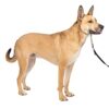 PetSafe Gentle Leader Licol avec entraînement DVD