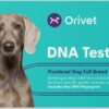 ORIVET Kit de test ADN pour chien – Profil complet de race Border Collie | Test de chiot contre 250 risques et traits médicaux pour la santé | Empreintes digitales et plan de bien-être génétique