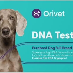 ORIVET Kit de test ADN pour chien – Profil complet de race Border Collie | Test de chiot contre 250 risques et traits médicaux pour la santé | Empreintes digitales et plan de bien-être génétique