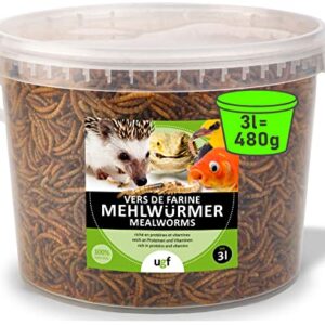 UGF – Les vers de Farine Premium, Seau de 3 litres, Collation d’Insectes pour Oiseaux Sauvages, Hamsters, Hérissons, Rats, Lézards, Tortues – sans Conservateurs et Colorants Artificiels