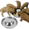 Podinor Lot de 2 gamelles pour chiots en acier inoxydable
