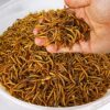 5 kg de vers de farine séchés pour oiseaux sauvages
