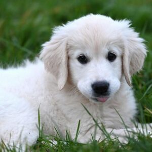 Friandises Pour Chien