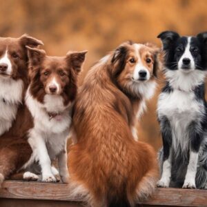Caisses pour Chien