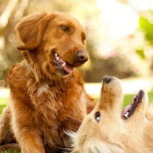 Biscuits pour Chien