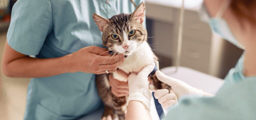 Avoir un chat est une source de bonheur immense, mais cela implique aussi de grandes responsabilit&eacute;s. Pour que votre compagnon moustachu reste en pleine forme et heureux &agrave; vos c&ocirc;t&eacute;s, certains soins sont indispensables. De l'alimentation au bien-&ecirc;tre mental, voici nos conseils d'experts pour chouchouter votre chat.