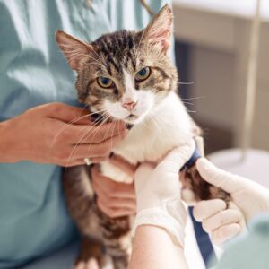 Anti-fugue chat