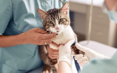 Comment bien prendre soin de son chat : Pour un félin épanoui