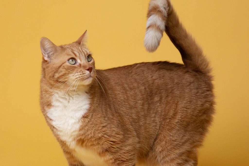 Les Chats en &Eacute;t&eacute; : Prendre Soin de Son F&eacute;lin Sous le Soleil
