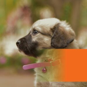 Anti Fugue - Accessoires