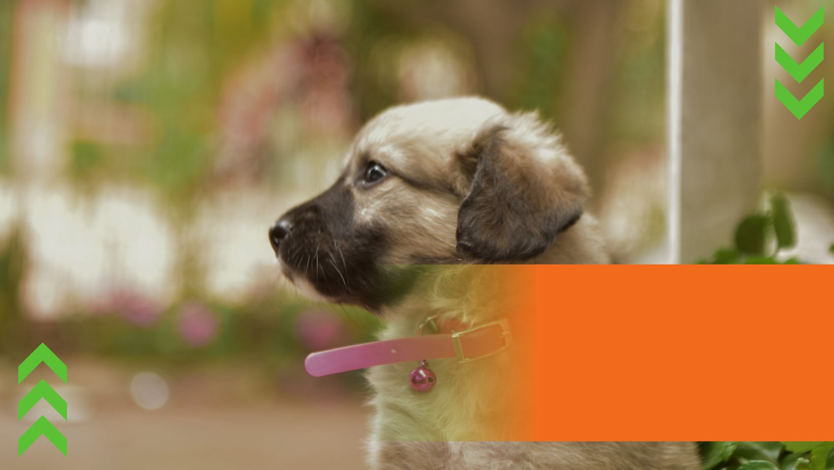 Shop Banner