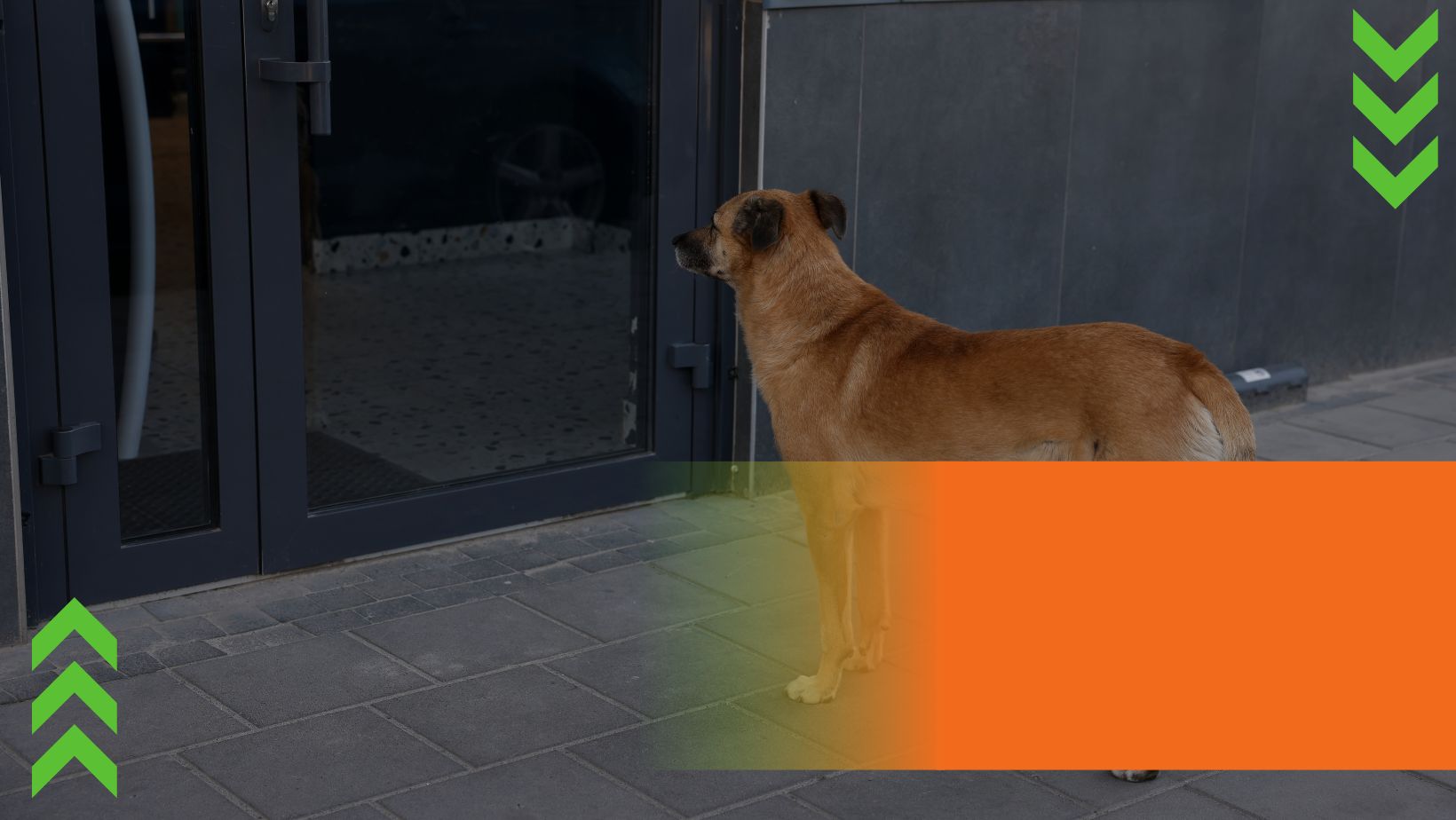 Shop Banner