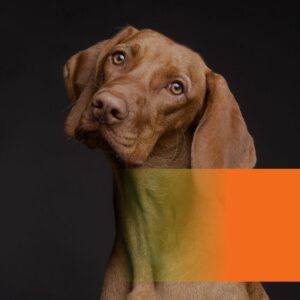 Chien