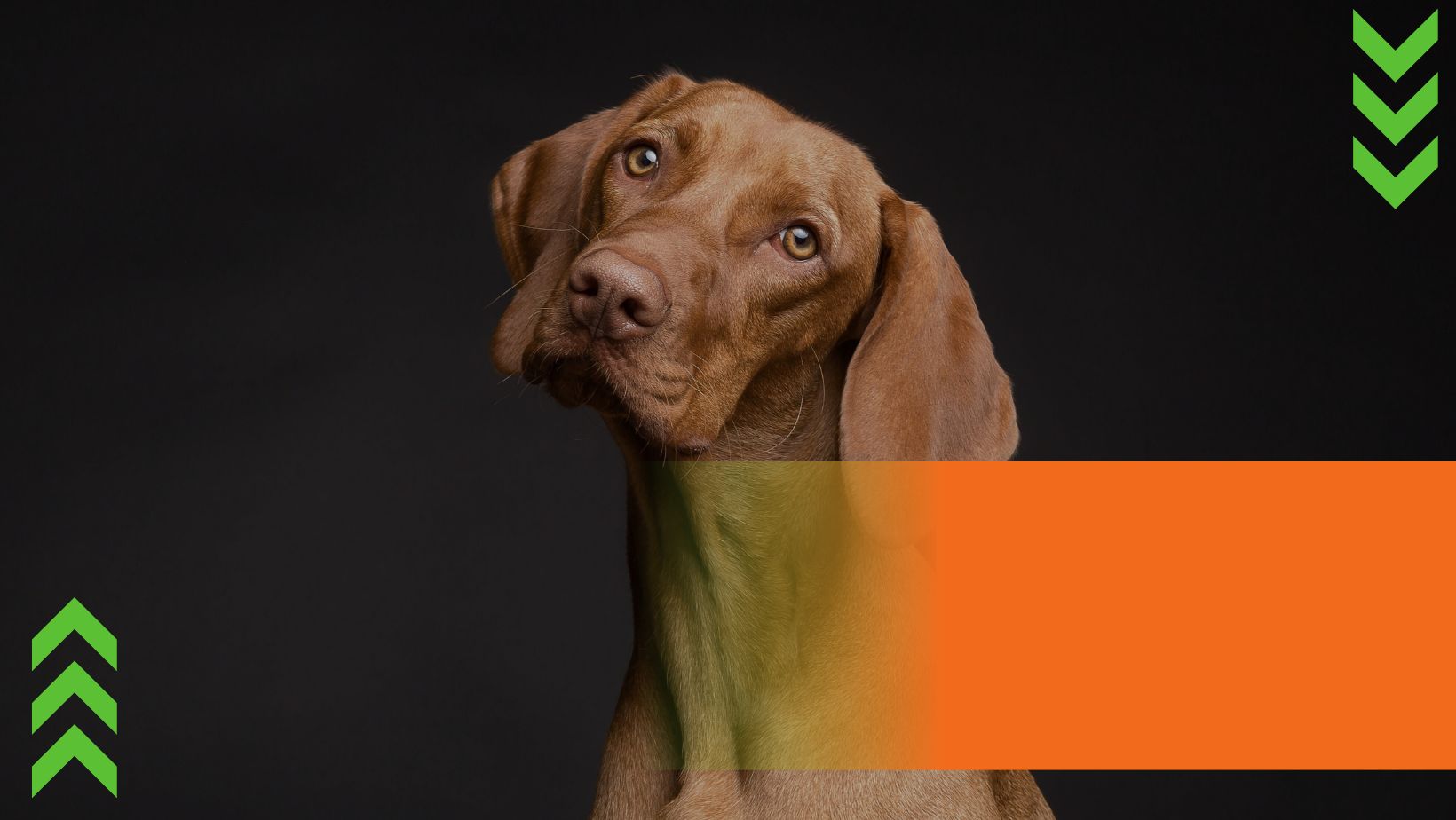 Shop Banner